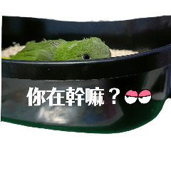 Avocado（蝦米的日常用語）