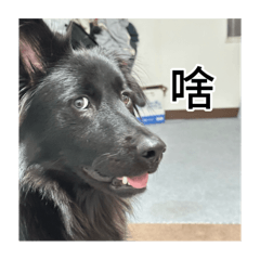 調皮搗蛋的狗狗蟲2