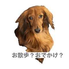 anko_20250215232943
