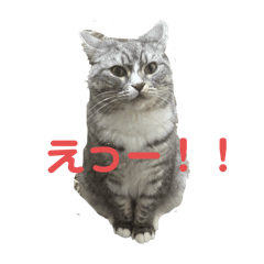 maimai_20250216083256