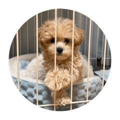 hinata_20250215213359