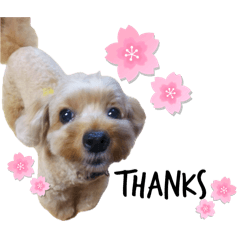 さくらちゃんスタンプpt2