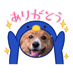 piyo_20250216110917