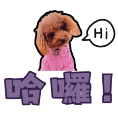 愛犬Mini的貼圖