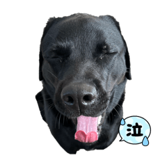chikuwa_20250215213631