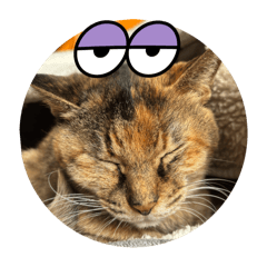 NEKO_20250216102629