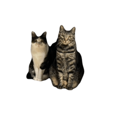 neko_20250216101854