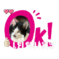 Cat_20250216193012