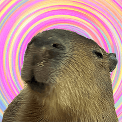 Capy! Capybara!!!