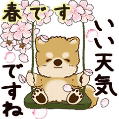 Moving Shiba-inu 2025 (Spring)