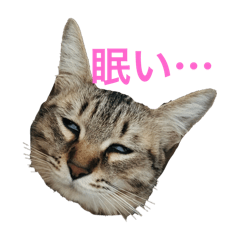 maki_20250214175029