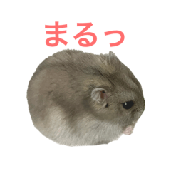 SUMIRE_20250214232341