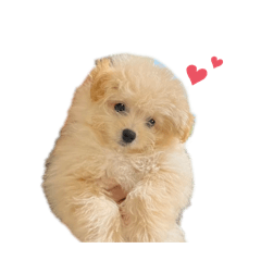 ringo_20250214222852