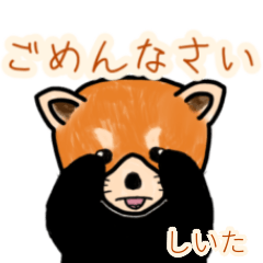 Shiita's lesser panda