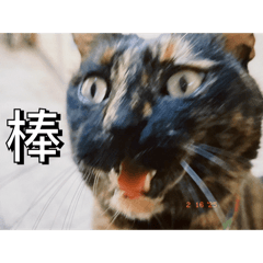 一樣的貓咪喵喵1.0