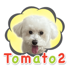 Toy Poodle Tomato Sticker 2