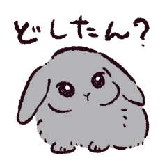 Holland Lop!