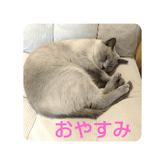 Alice_20250215174007