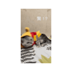 墩墩挑戰自己賺貓條Day1