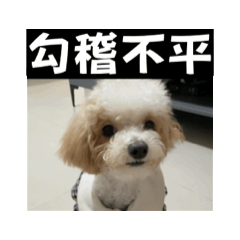 貴賓花貴動起來啦！