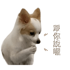 布丁的快樂小狗日常