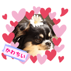 sakura_20250216020021