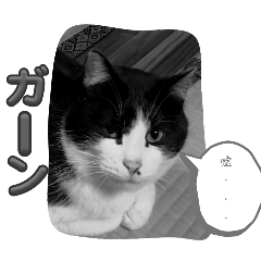 AYA_20250216175653