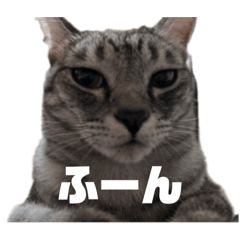 524knoshima