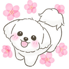 Lovely Maltese Spring Sticker