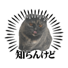suga_20250216110731