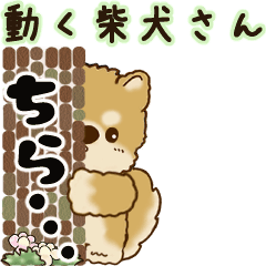Moving Shiba-inu 2025