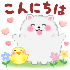 cute white Pomeranian politely