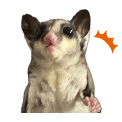 Sugar glider LULU