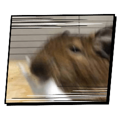 NAMMO_20250216145712