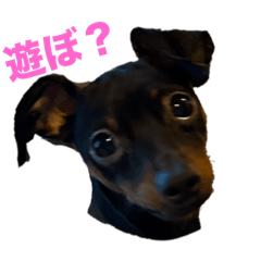 taro_20250216203155