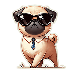 Fluffy pug's daily life