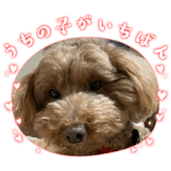 mayuyu_20250216171846