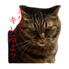 neko_20250216221544