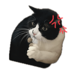 minorin_20250216222557