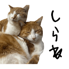 mii_20250216182809