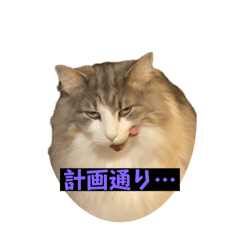 yuki_20250216200454