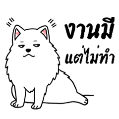 CrispMint Spitz - Work? Nah... Nap!