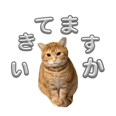 chie_20250217003435