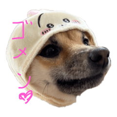 sumiso_20250216214605