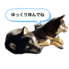 ann_20250216220647