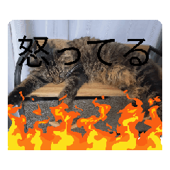 neko_20250216145405