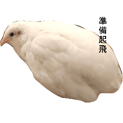 小玫瑰雞