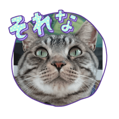 kinako_mochiko