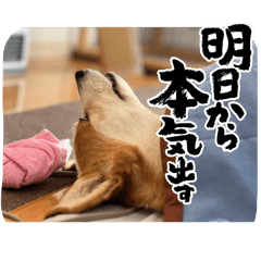 i love corgi haru3