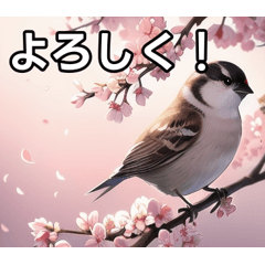 Cherry blossom sparrow that feels spring